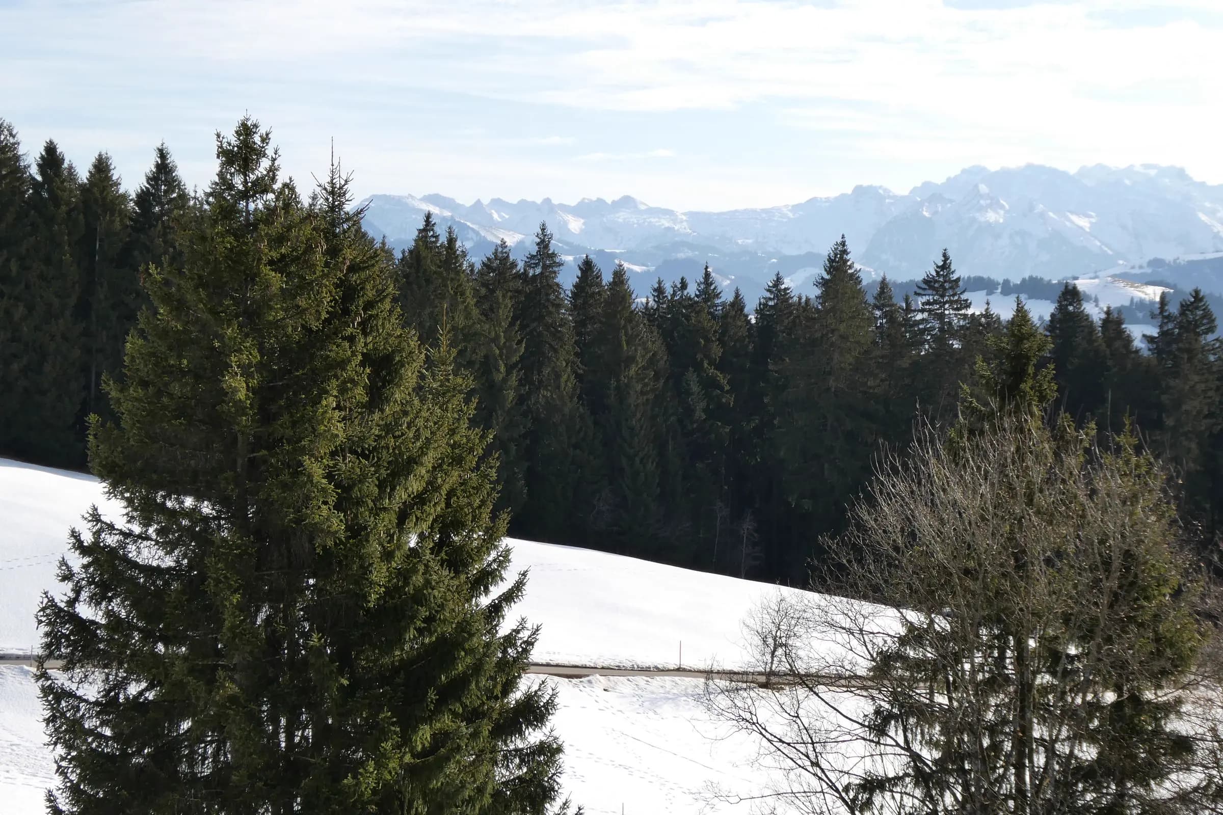 Snow-covered pines across the valley floor