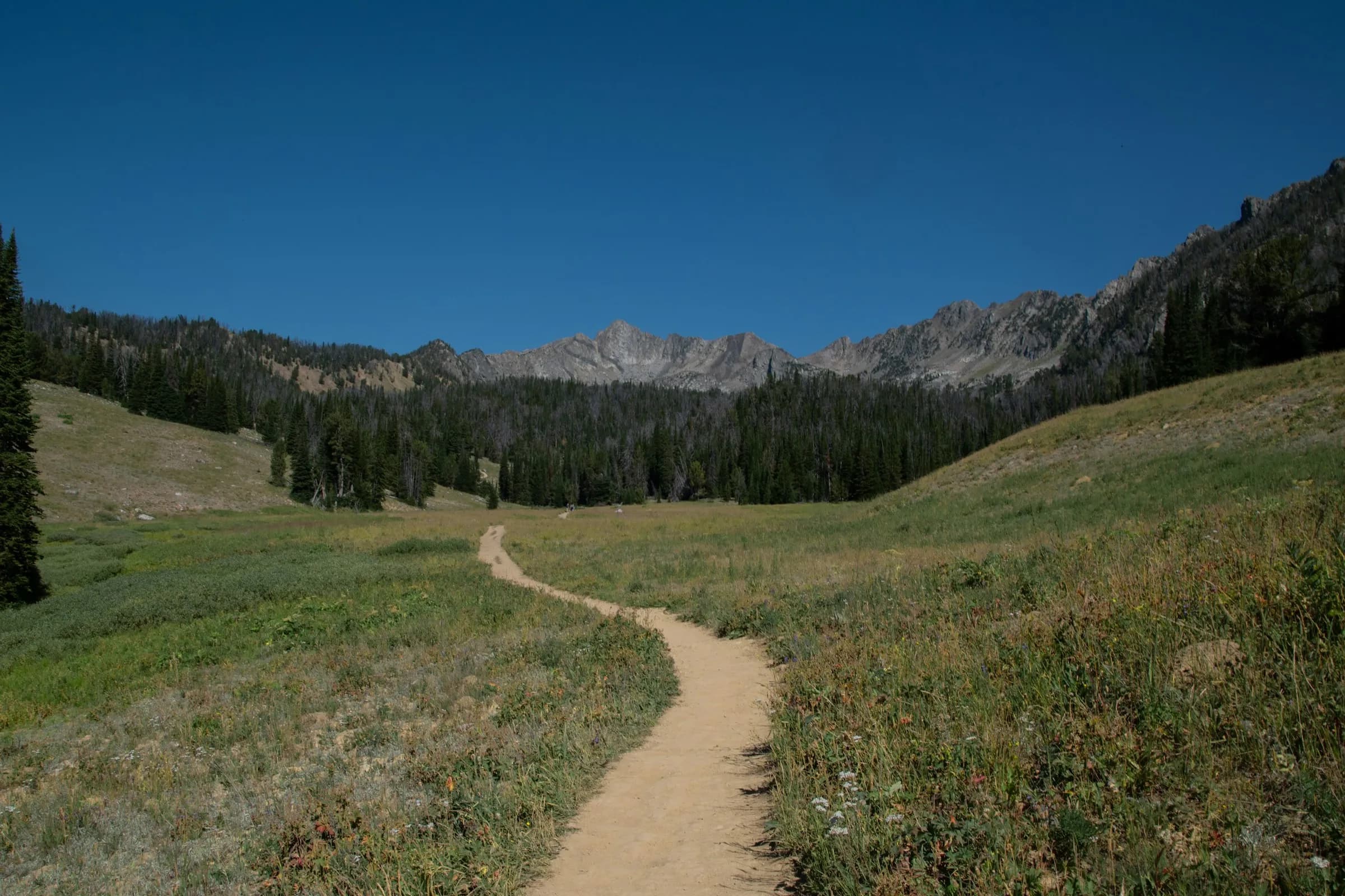 A trail through a summer meadow