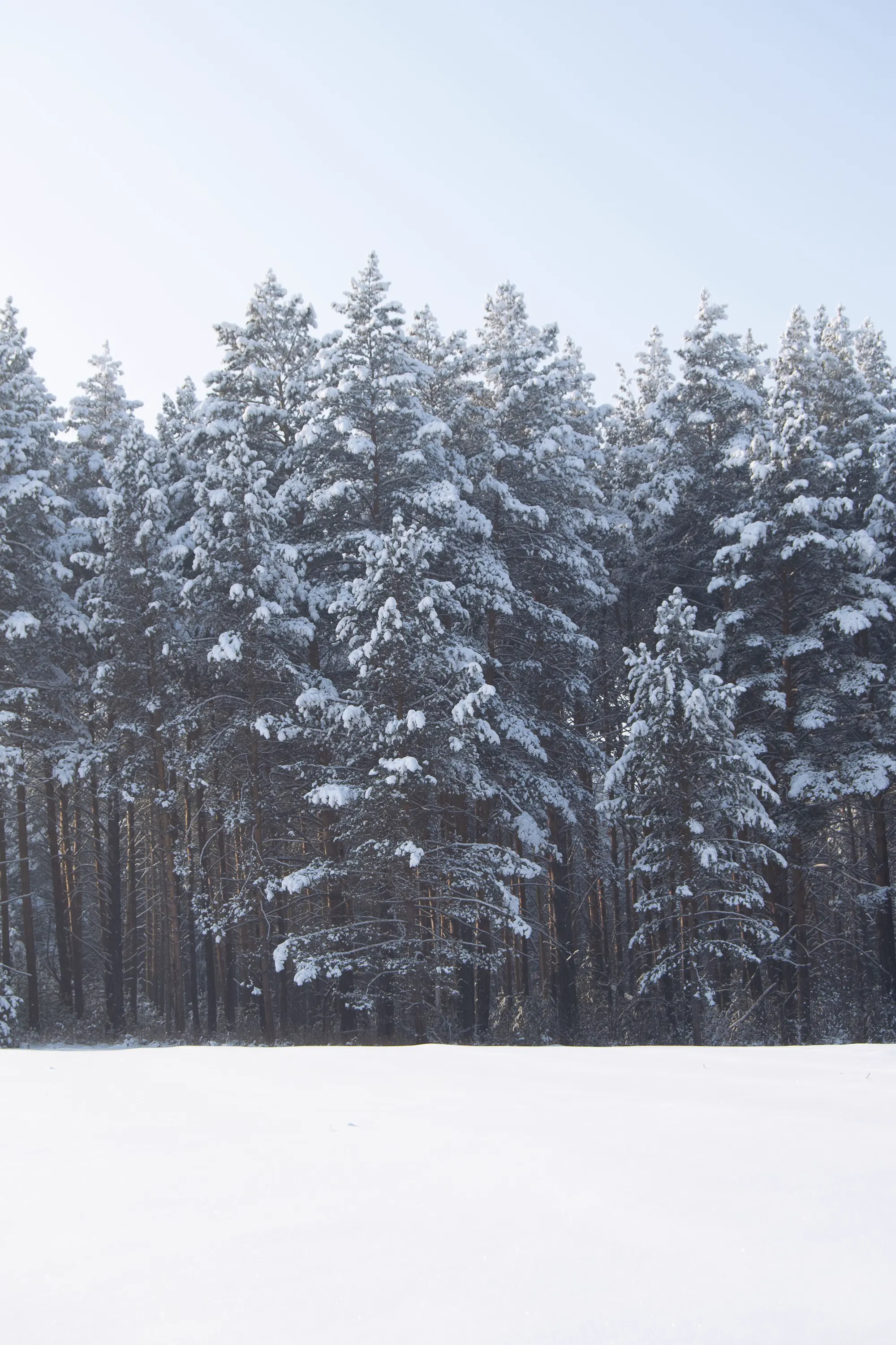 Snow-covered pines at the edge of a quiet snowfield