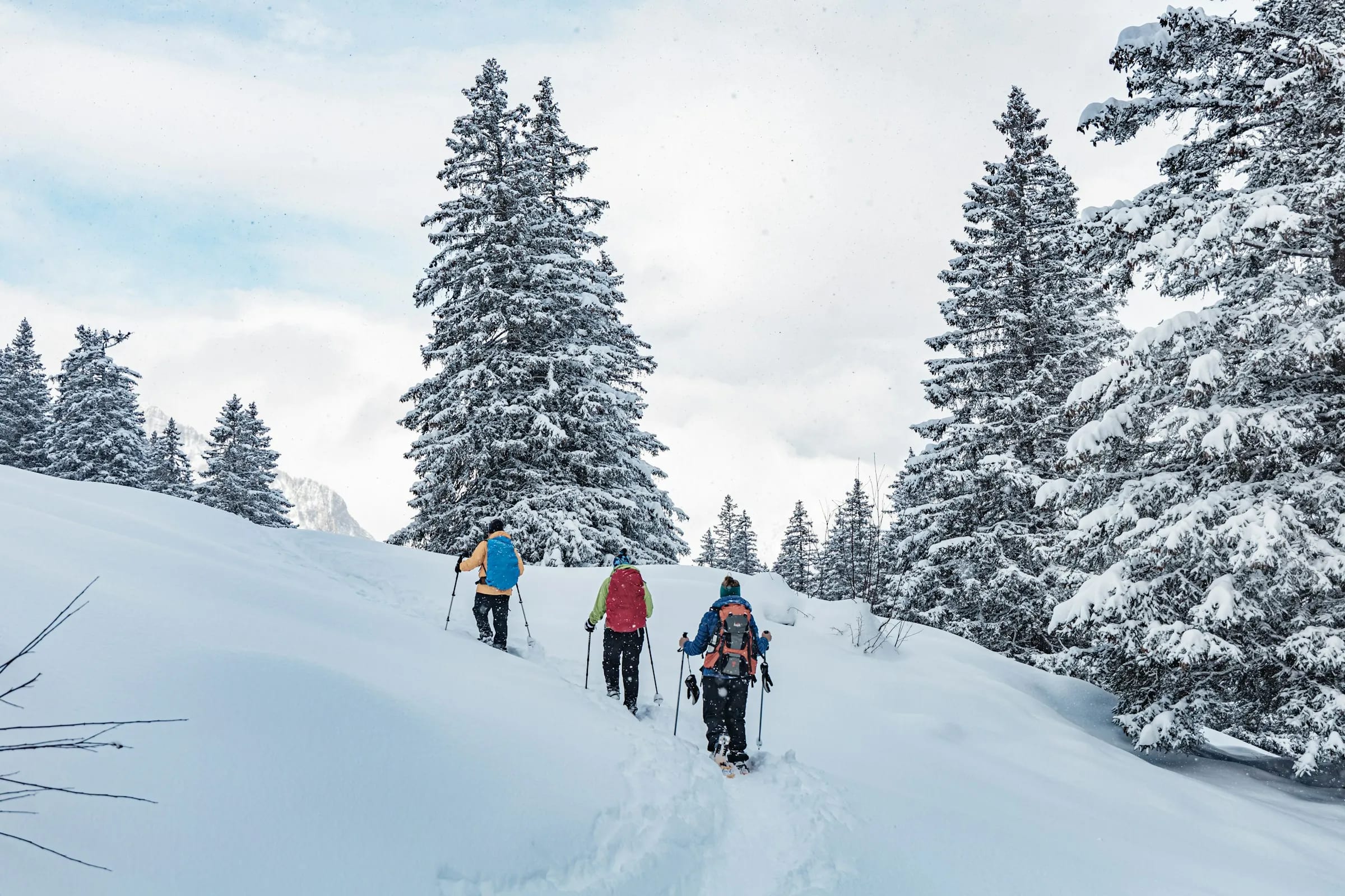 Snowshoe tracks through a snowy pine forest
